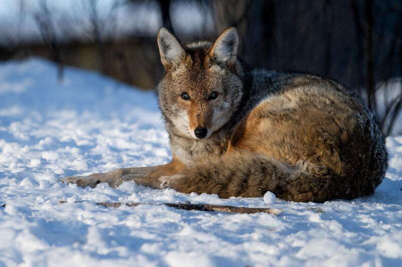 Montreal: Ecomuseum Zoo Entry Ticket - Animal space and the limits of a zoo visit