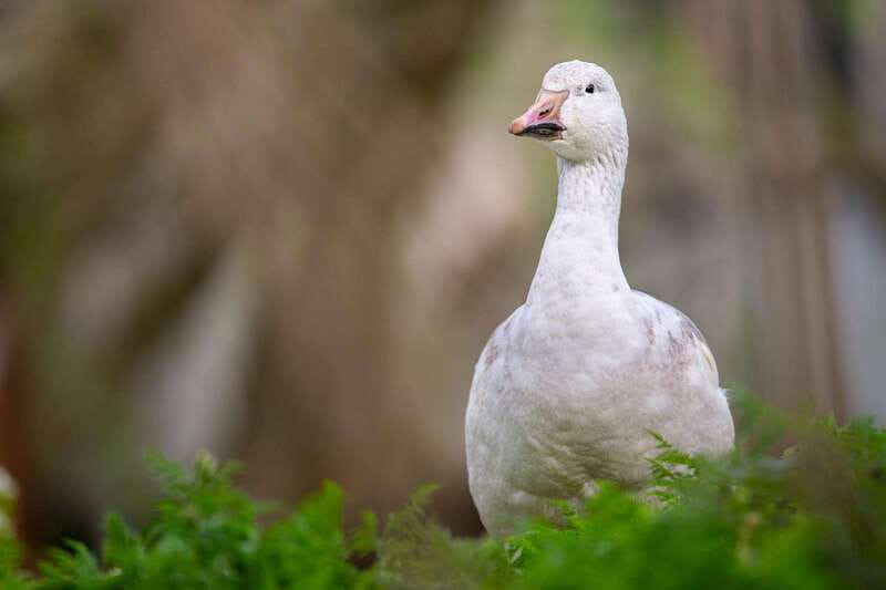 Montreal: Ecomuseum Zoo Entry Ticket - Choosing the right season