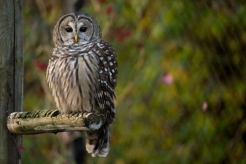 Montreal: Ecomuseum Zoo Entry Ticket - Is $16 a fair price?