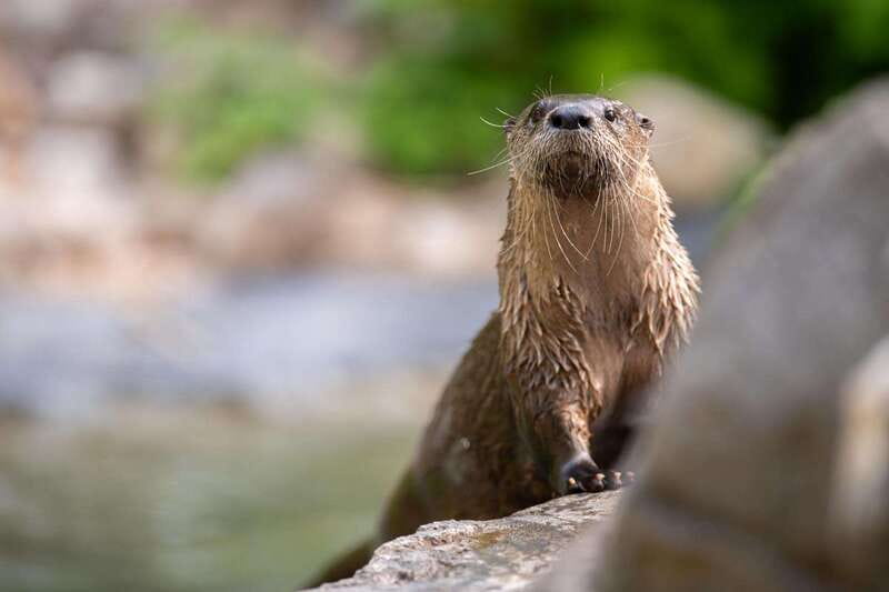 Montreal: Ecomuseum Zoo Entry Ticket - Who will enjoy the Ecomuseum Zoo most?