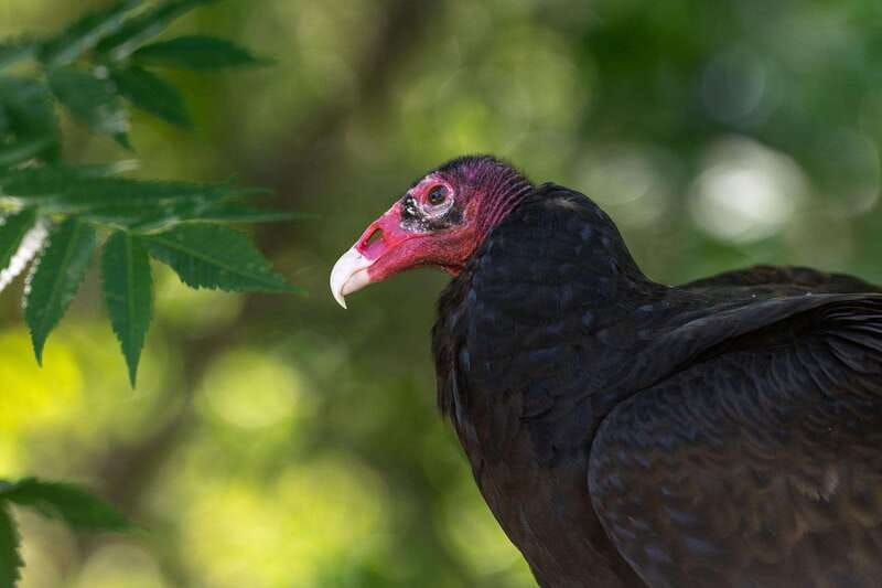 Montreal: Ecomuseum Zoo Entry Ticket - Why the animal stories matter