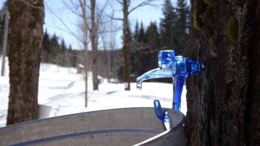 Montréal: Maple Syrup Tasting Conference! - How much value do you get for $22?