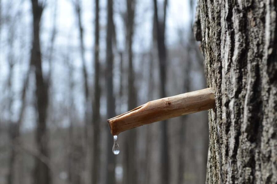 Montreal: Maple Syrup Tour with Sugar Shack & Local Cuisine - Tire d’érable, the maple taffy finale
