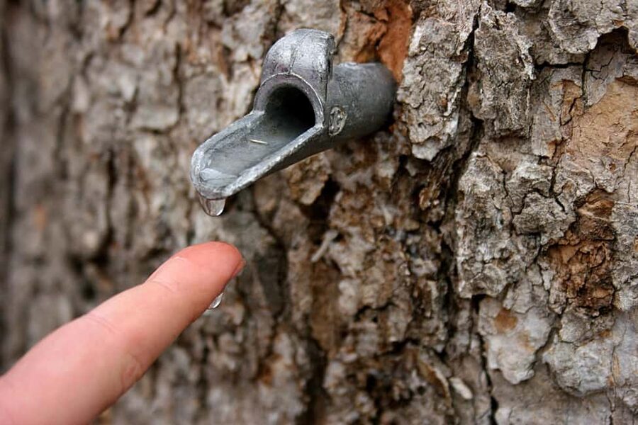 Montreal: Maple Syrup Tour with Sugar Shack & Local Cuisine - What $138 per person really buys
