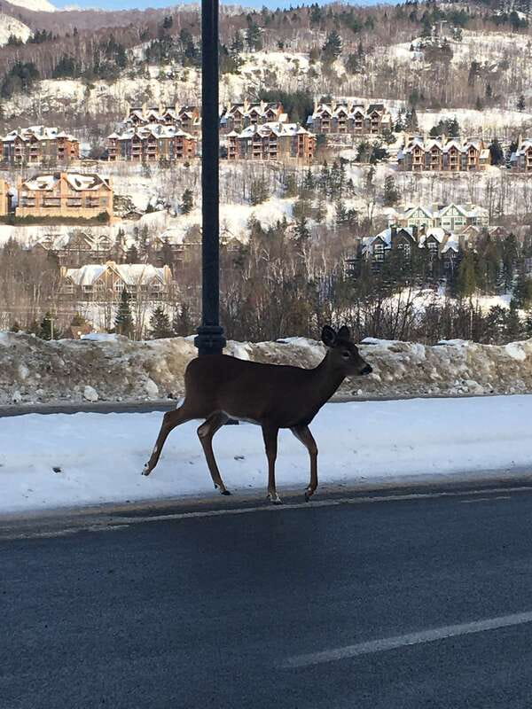 Montreal: Private Day Tour to Mont Tremblant - FAQ