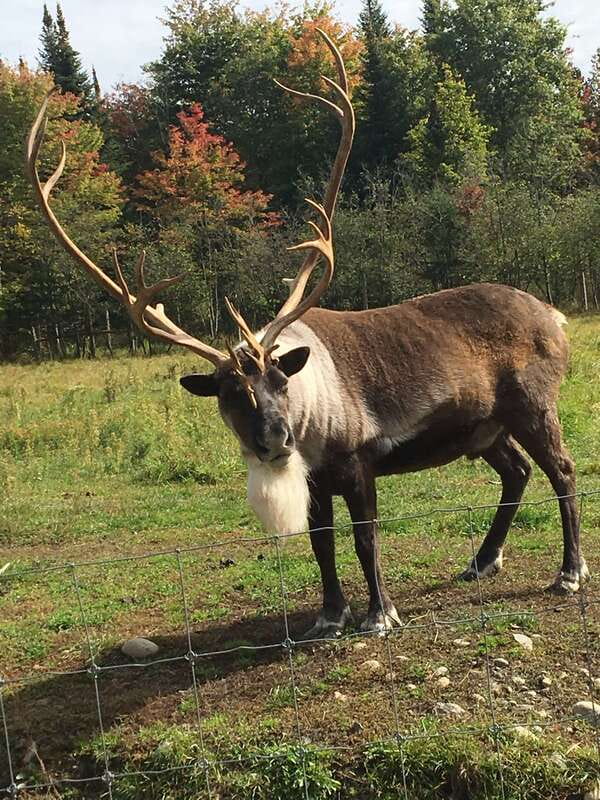 Montreal: Private Day Tour to Parc Omega & Montebello Lodge - Key points at a glance
