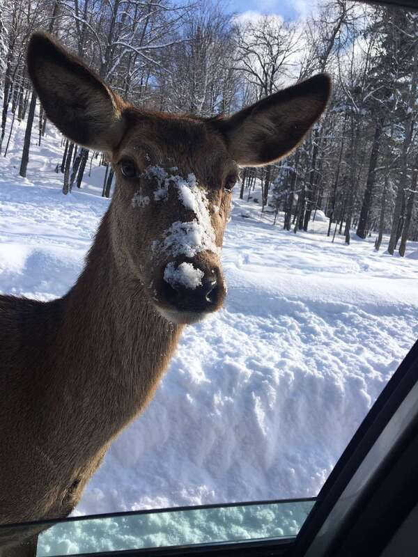 Montreal: Private Day Tour to Parc Omega & Montebello Lodge - Small details that make the day easier