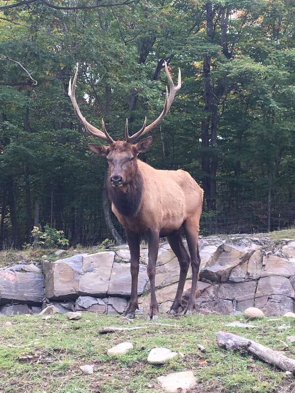 Montreal: Private Day Tour to Parc Omega & Montebello Lodge - Why this makes a fine break from Montreal