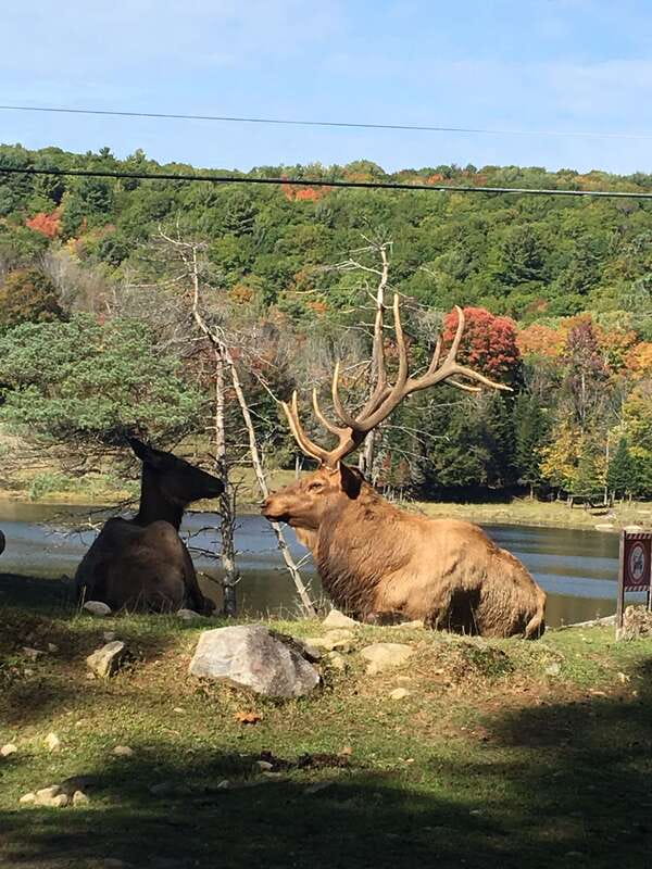 Montreal: Private Day Tour to Parc Omega & Montebello Lodge - Parc Omega: the main event
