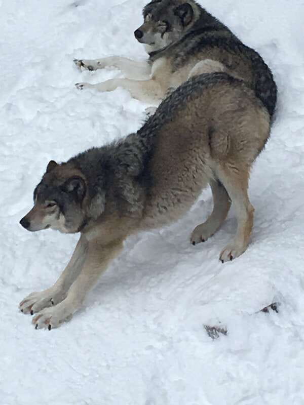 Montreal: Private Day Tour to Parc Omega & Montebello Lodge - Winter at Parc Omega
