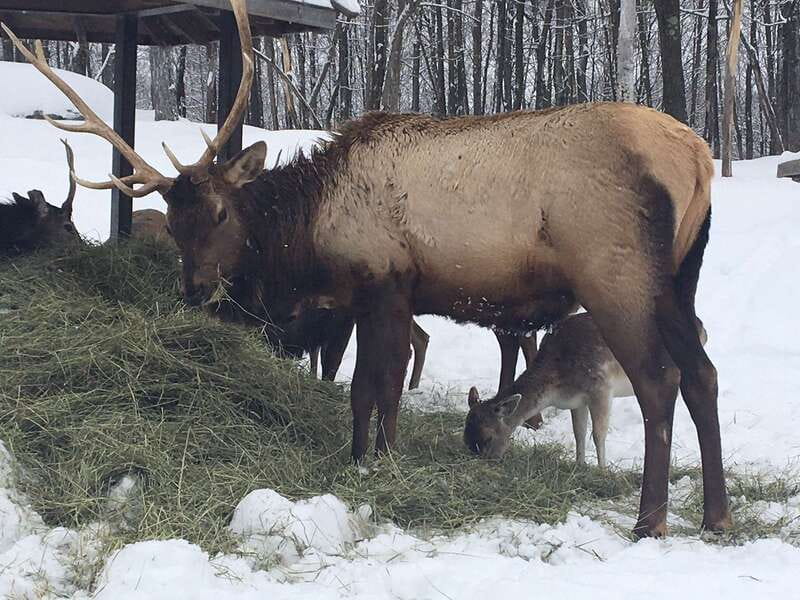 Montreal: Private Day Tour to Parc Omega & Montebello Lodge - Lunch and the rhythm of the day
