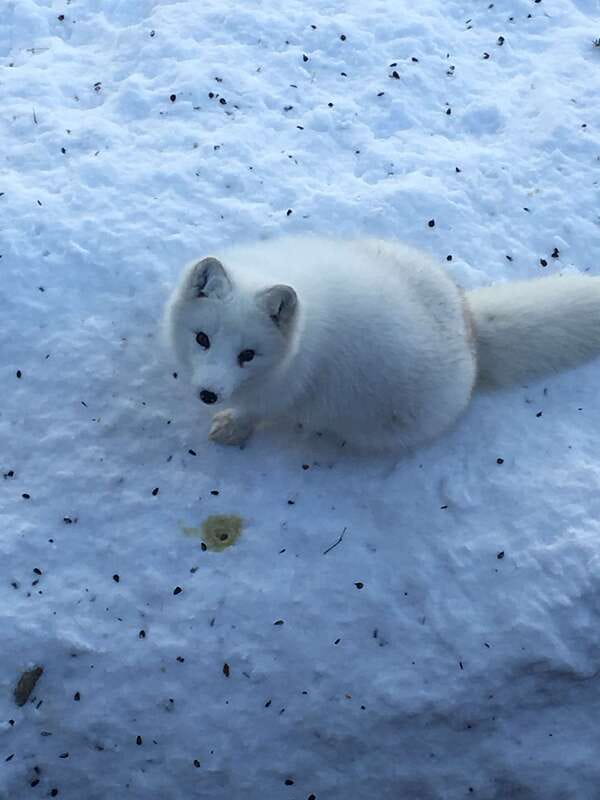 Montreal: Private Day Tour to Parc Omega & Montebello Lodge - Who will enjoy this most