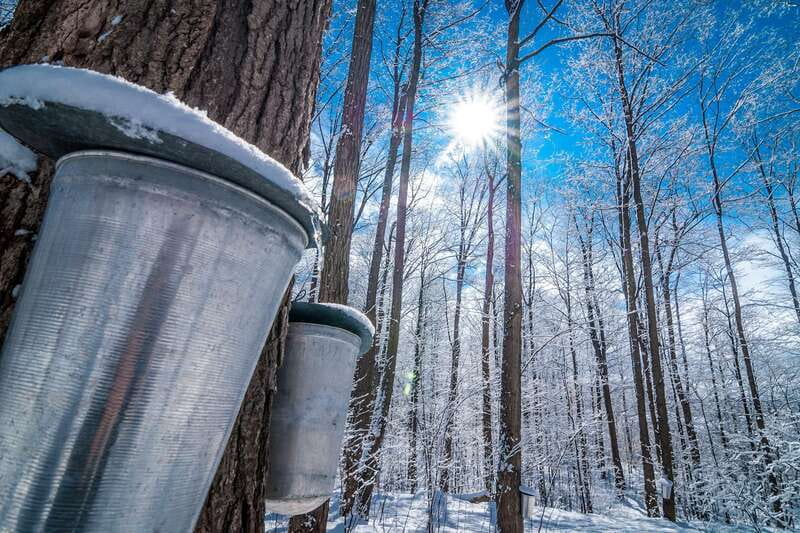 Montreal: Sugar Shack Maple Syrup Day Trip with Lunch - From Montreal hotel pickup to the maple woods