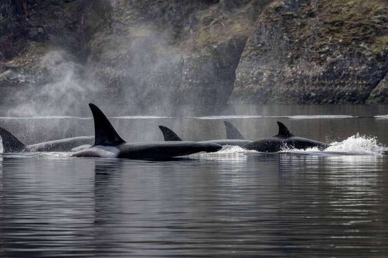Nanaimo: Whale Watching Open Boat Tour - Riding an open boat through the Gulf Islands
