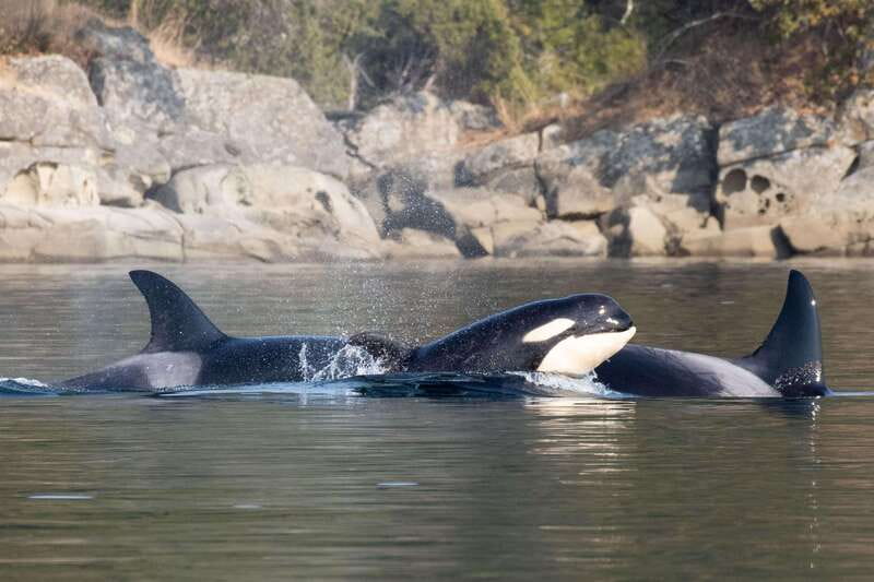 Nanaimo: Whale Watching Open Boat Tour - The open-boat tradeoff: thrilling, cold, and sometimes wet