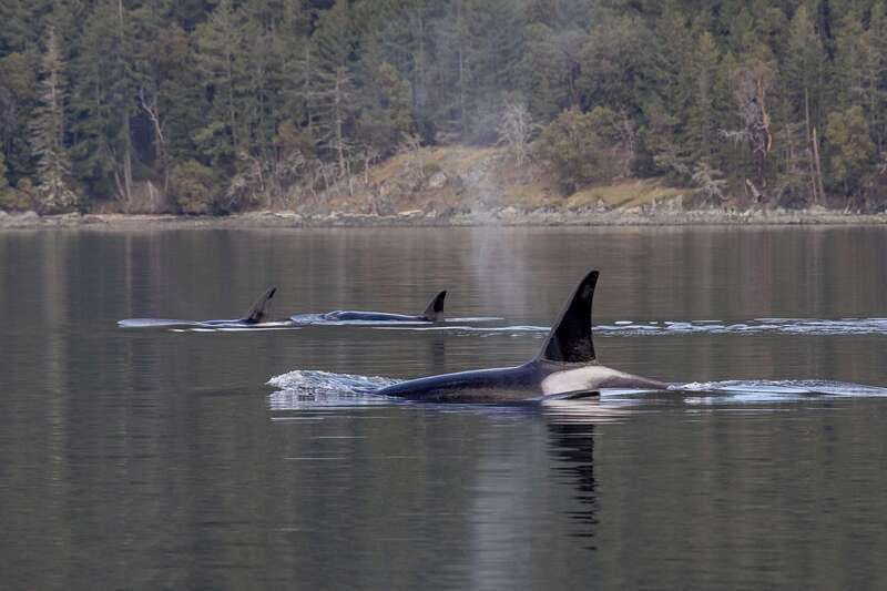 Nanaimo: Whale Watching Open Boat Tour - Who will get the most from this trip?