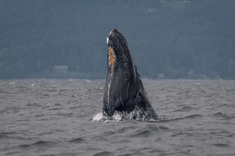 Nanaimo: Whale Watching Open Boat Tour - Booking details worth knowing before you go