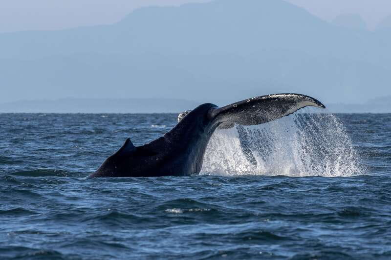 Nanaimo: Whale Watching Open Boat Tour - What you actually see during the four hours