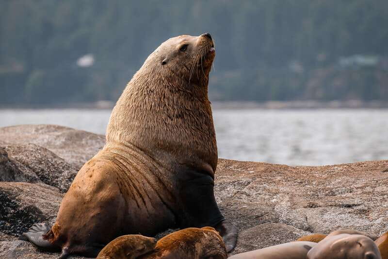Nanaimo: Whale Watching Semi-Covered Boat Tour - The whale search and the one-hour viewing period