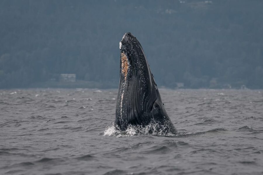 Nanaimo: Whale Watching Semi-Covered Boat Tour - Is $182 a fair price?