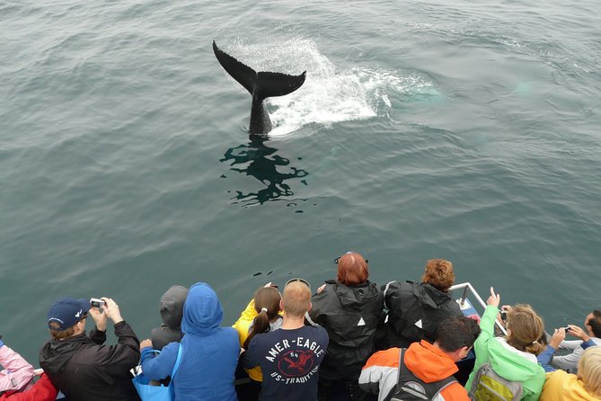 Newfoundland Puffin and Whale Watch Cruise - A catamaran built for North Atlantic viewing