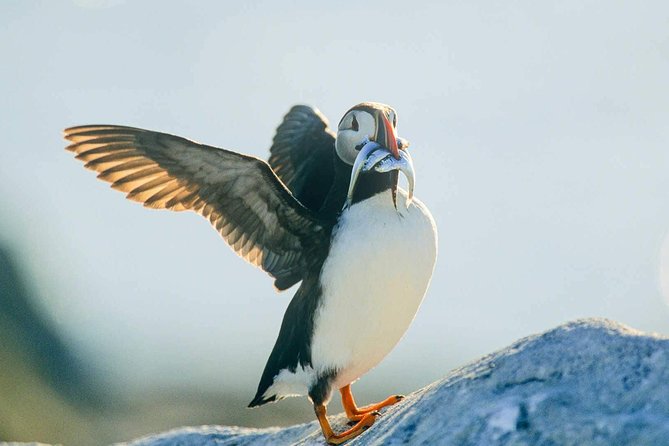 Newfoundland Puffin and Whale Watch Cruise - Entering the Witless Bay Ecological Reserve