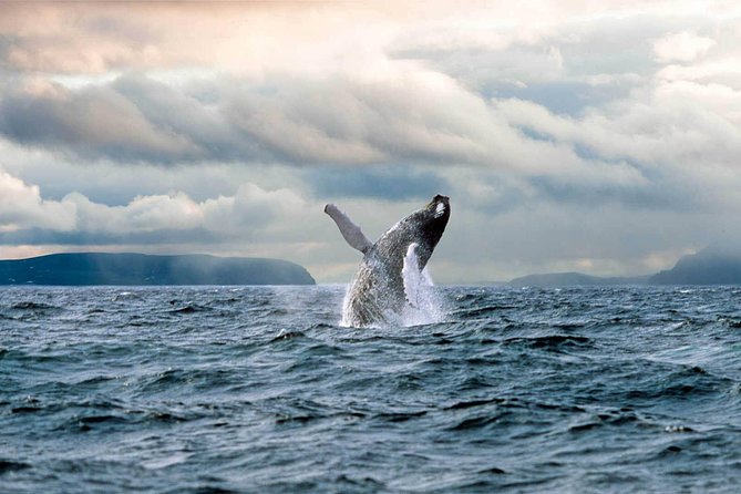 Newfoundland Puffin and Whale Watch Cruise - Puffin season runs from mid-May through mid-September