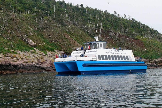 Newfoundland Puffin and Whale Watch Cruise - Iceberg Alley is best in May and June
