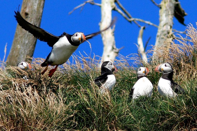 Newfoundland Puffin and Whale Watch Cruise - The crew makes the ride feel local