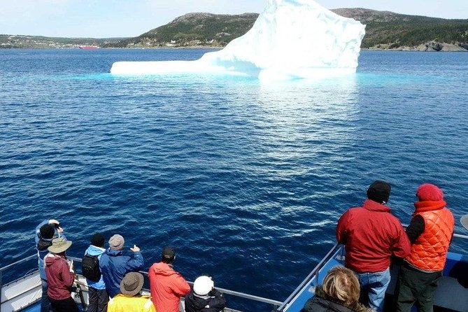 Newfoundland Puffin and Whale Watch Cruise - Bay Bulls and Bull Head set the scene