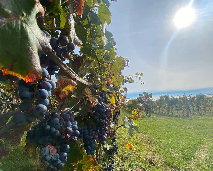 Niagara: A Twilight Wine Adventure With 3-Course Dinner - Dinner turns a tasting tour into an evening out