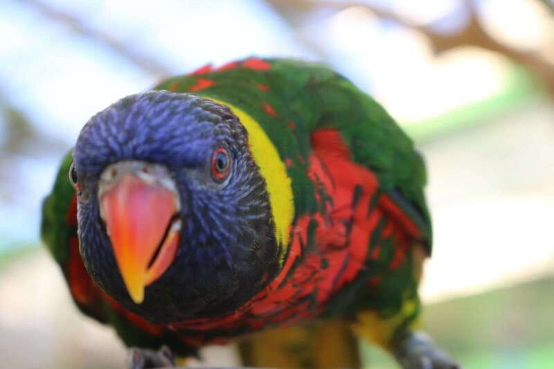 Niagara Falls, Canada: Bird Kingdom Entry Ticket - Practical details for your visit