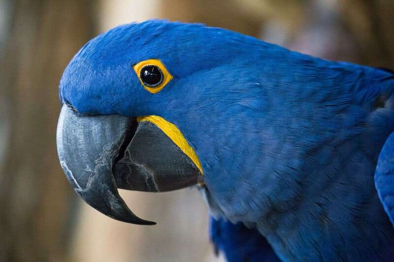 Niagara Falls, Canada: Bird Kingdom Entry Ticket - The multi-level route and the Night Jungle