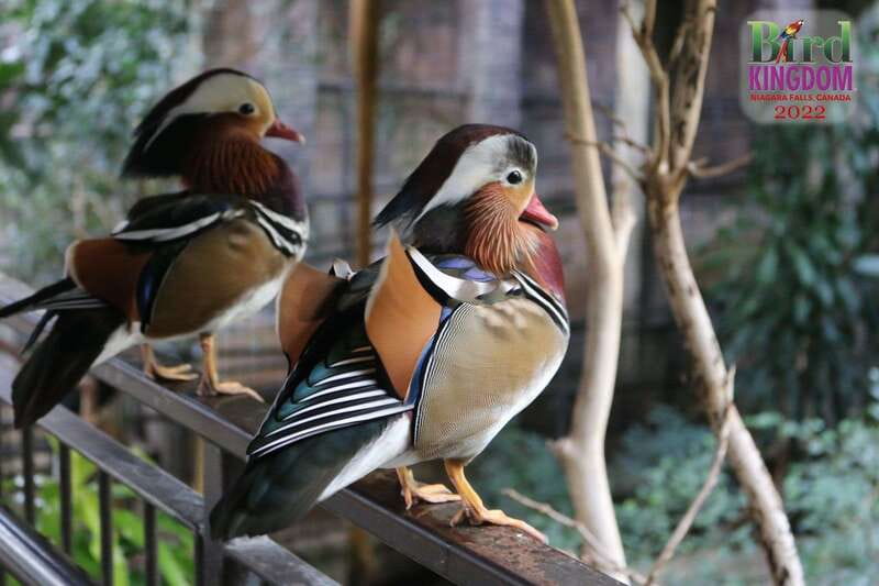 Niagara Falls, Canada: Bird Kingdom Entry Ticket - Animal Encounters with parrots, turtles, and more