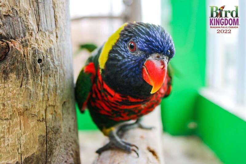 Niagara Falls, Canada: Bird Kingdom Entry Ticket - Live talks and the best way to plan your visit