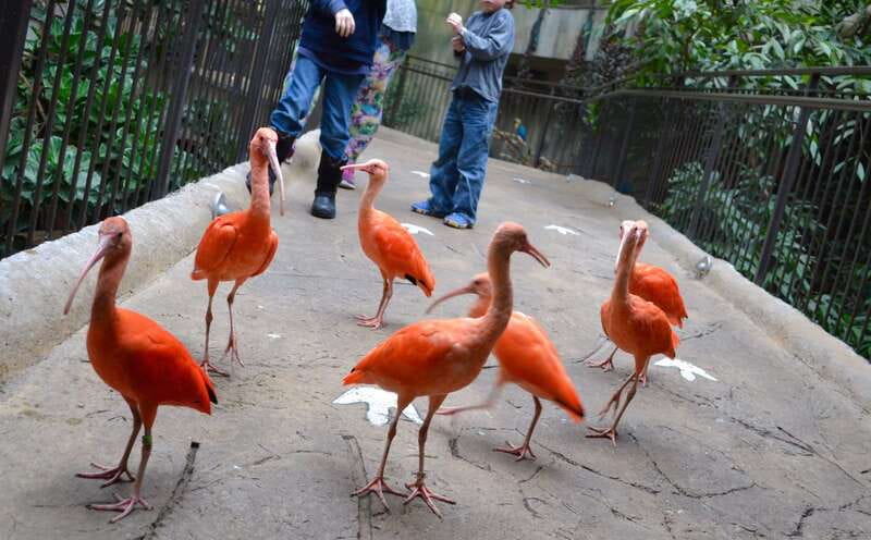 Niagara Falls, Canada: Bird Kingdom Entry Ticket - The rainforest aviary and its free-flying birds