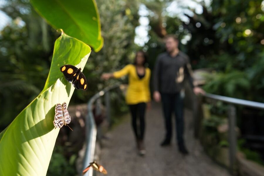 Niagara Falls, Canada: Butterfly Conservatory Admission - Entering a tropical world near Niagara Falls