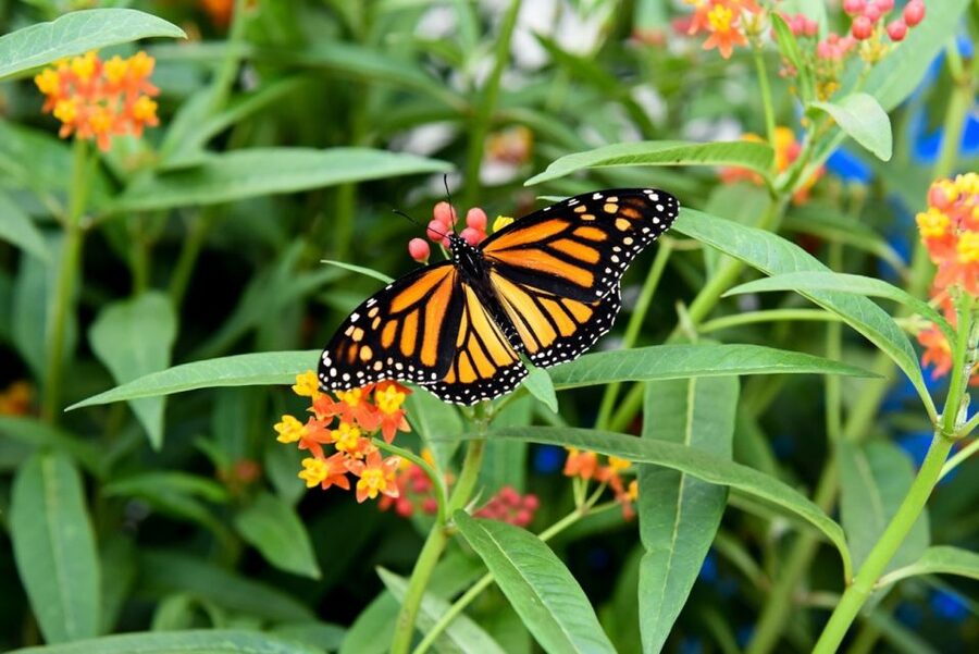 Niagara Falls, Canada: Butterfly Conservatory Admission - The short video and self-guided route