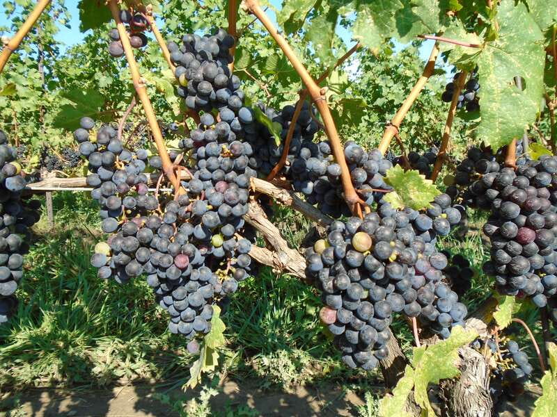 Niagara Falls, Canada: Full-Day Private Winery Tour - Picking the right mix of up to five stops