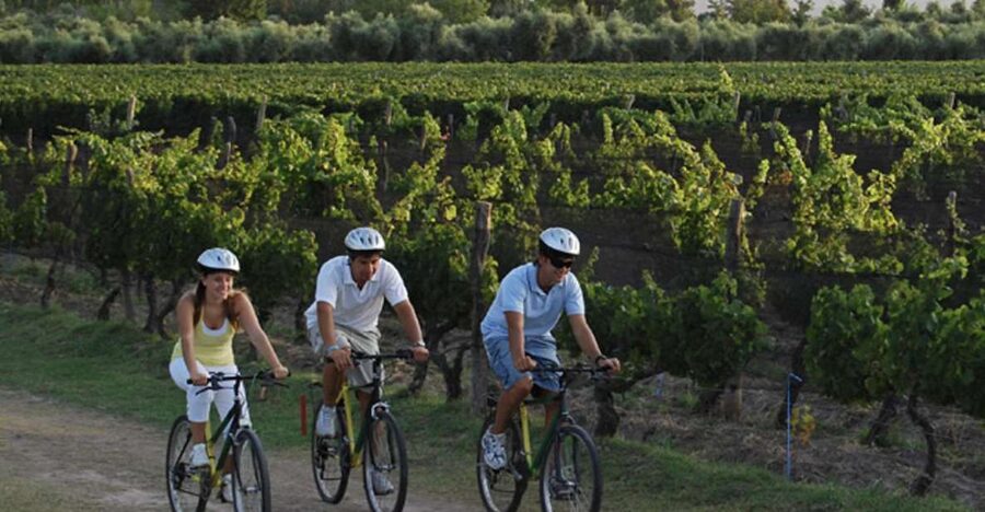 Niagara-on-the-Lake: Bicycle Tour with Wine Tasting - The 12:30 picnic lunch is more useful than it sounds