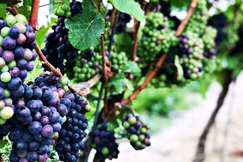 Niagara-on-the-Lake: Wine & Charcuterie Tour with Tastings - Key points to know before booking