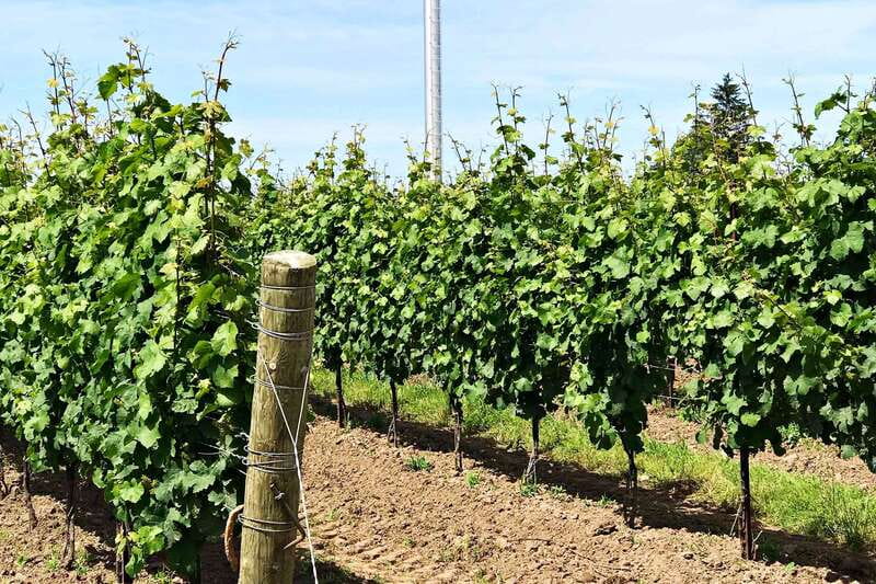 Niagara-on-the-Lake: Wine & Charcuterie Tour with Tastings - Konzelmann Estate: wine with a small charcuterie pairing