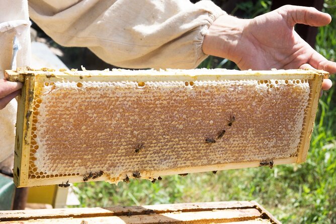 Okanagan Bee Tour and Lunch at Winery in Kelowna - Honey wine tasting: six small glasses, a new style of wine