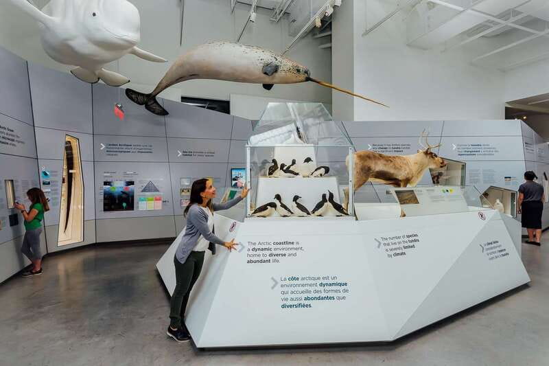 Ottawa: Canadian Museum of Nature Admission - Canada’s Arctic Through Hands-On Displays