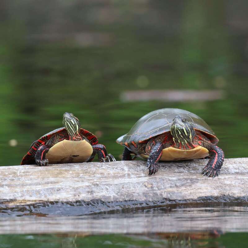 Ottawa: Ecological Reserve Kayak Tour with Turtle Sightings - My booking advice