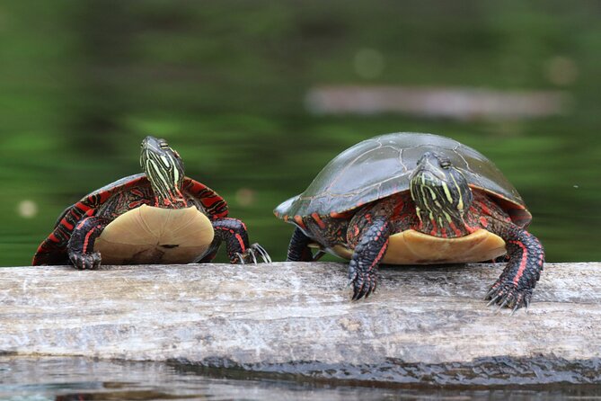Ottawa: Ecological Reserve Kayak Tour with Turtle Sightings - What the first hour on the water feels like
