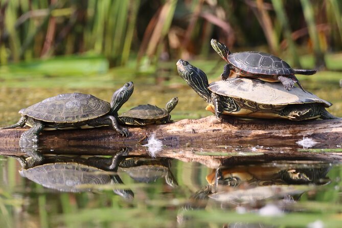 Ottawa: Ecological Reserve Kayak Tour with Turtle Sightings - The final paddle and the Petrie Island exhibit