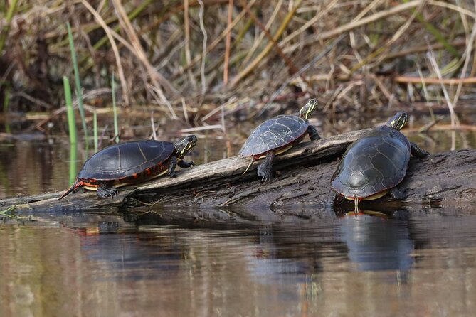 Ottawa: Ecological Reserve Kayak Tour with Turtle Sightings - Who will enjoy this kayak tour most?
