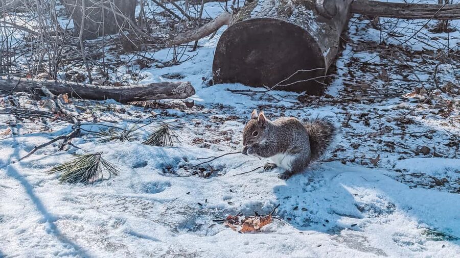 Ottawa: Guided Nature Walk & Wildlife Tour with Hotel Pickup - The hand-feeding moment