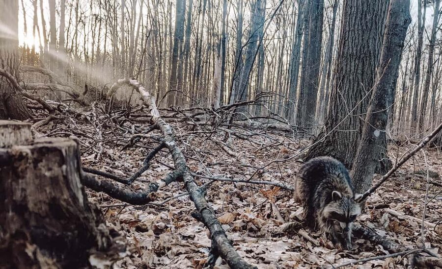 Ottawa: Guided Nature Walk & Wildlife Tour with Hotel Pickup - Best fit for families, photographers, and short-stay visitors